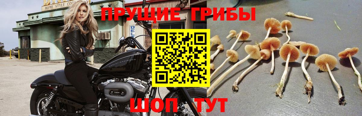 Воркута  Галлюциногенные грибы Magic Shrooms  Вход с VPN 